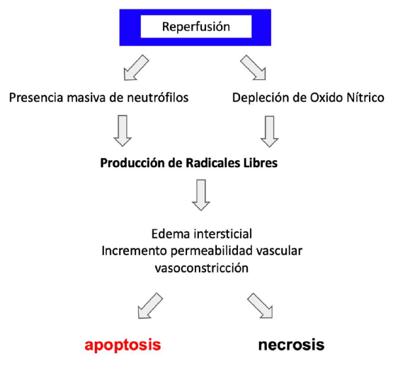 Apoptosis y necrosis celular debido a producción de radicales libres durante la reperfusión