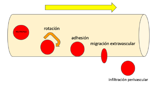 Proceso de migración y extravasación de leucocitos