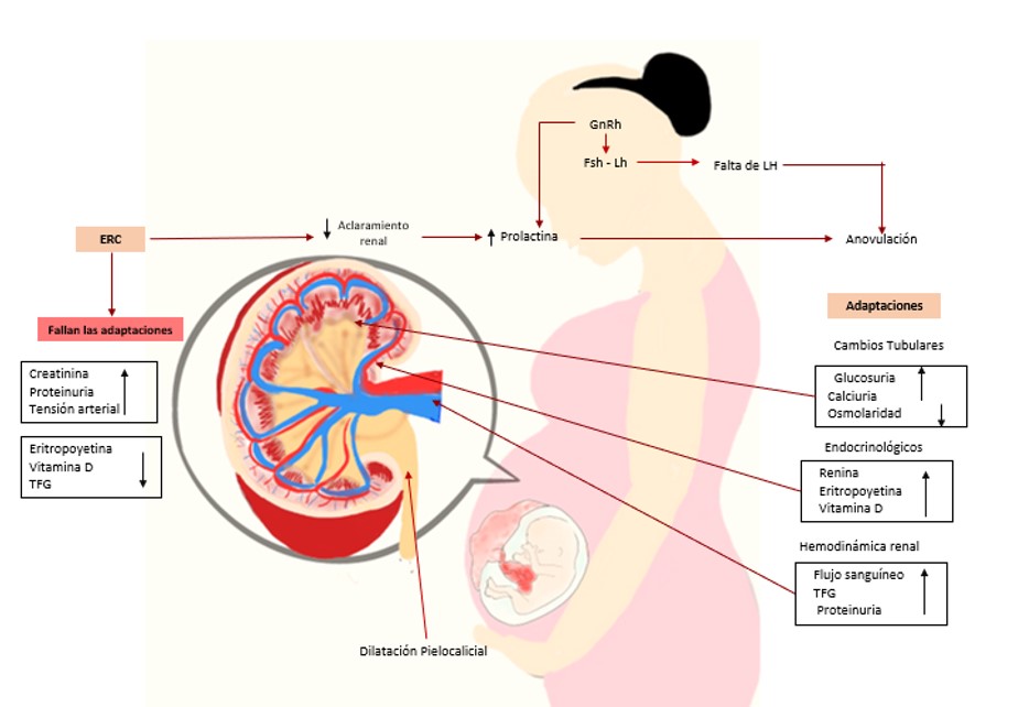 Adaptaciones fisiológicas del embarazo normal y en gestante con enfermedad renal crónica.