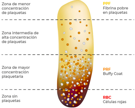 Structural Characteristics and Distribution of PRF Components