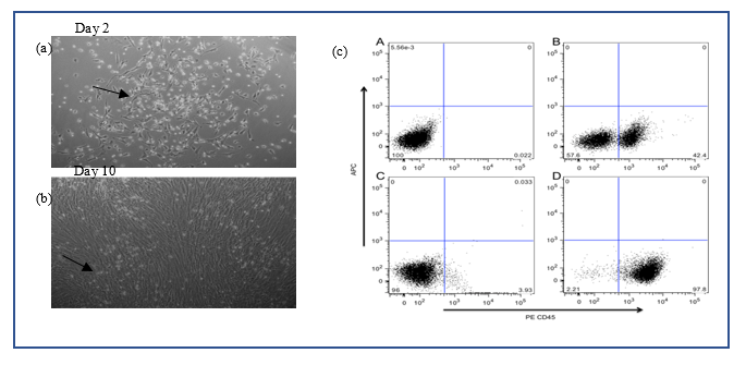 Characteristics of primary cultures derived from rat bone marrow. (a) Morphological characteristics of primary cultures (10X), microphotograph of cells that grew adhered to the surface of the flask 2 days after starting the primary culture in which a population of small, round, and refringent cells. Another population of star-shaped fibroblastoid cells was observed. (b) 10 days after starting the primary culture; in both images, (a) and (b), a growth pattern is identified in CFU-F (arrow). (c) Depletion of CD45+ cells, representative dotted image obtained through flow cytometry from primary rat bone marrow cultures. CD45+ cells were separated by immuno-magnetism. A. Cells not marked as control; B. Total population before separation of CD45+ cells; C. CD45- cells after the separation column by immuno-magnetism; D. CD45+ cells after the immunomagnetic separation column.