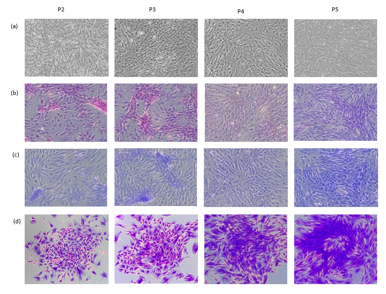Characteristics of rat bone marrow stem cell cultures. (a) Microphotographs (10X) representative of the cultures in the different passages. Two populations were identified: the first with large and rounded cells and the second with a predominance of spindle cells and fibroblastoids growing in UFC-F. (b) Photomicrographs (10X) of H&E staining. (c) Photomicrographs (10X) of Masson's Trichrome staining. (d) Photomicrographs (10X) of Violet staining showing growth in CFU-F.
