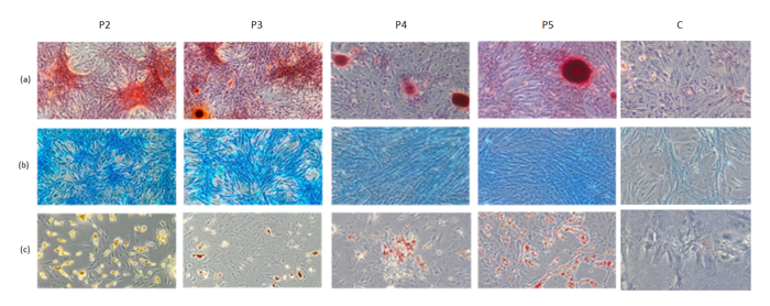 Multi-differentiation of rat bone marrow stem cells. (a) Cultures in passages P2-P5 and negative control (C) stained with Alizarin Red. (b) Cultures in passages P2-P5 and negative control (C) with Alcian Blue staining. (c) Cultures in passages P2-P5 and negative control (C) with Oil Red O staining.