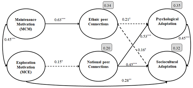 Simplified
structural equation model testing the strength of the relationships between
maintenance/exploration motivation, peer connectedness and adaptation outcomes